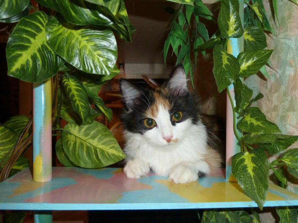 Елисавета Светлановна