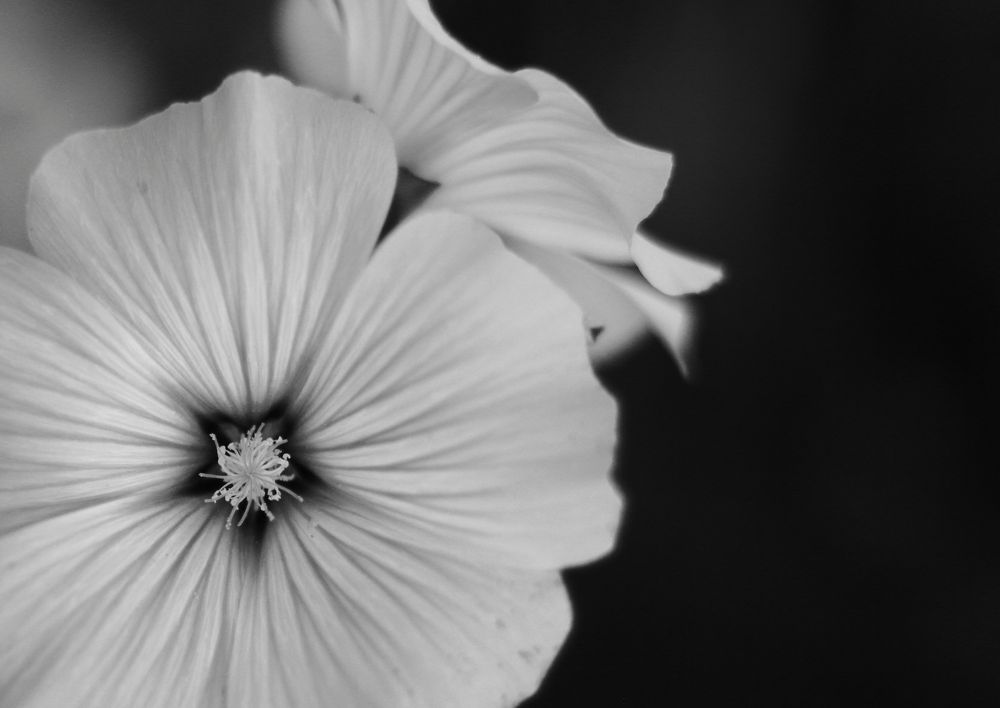 Фотография автора Anna