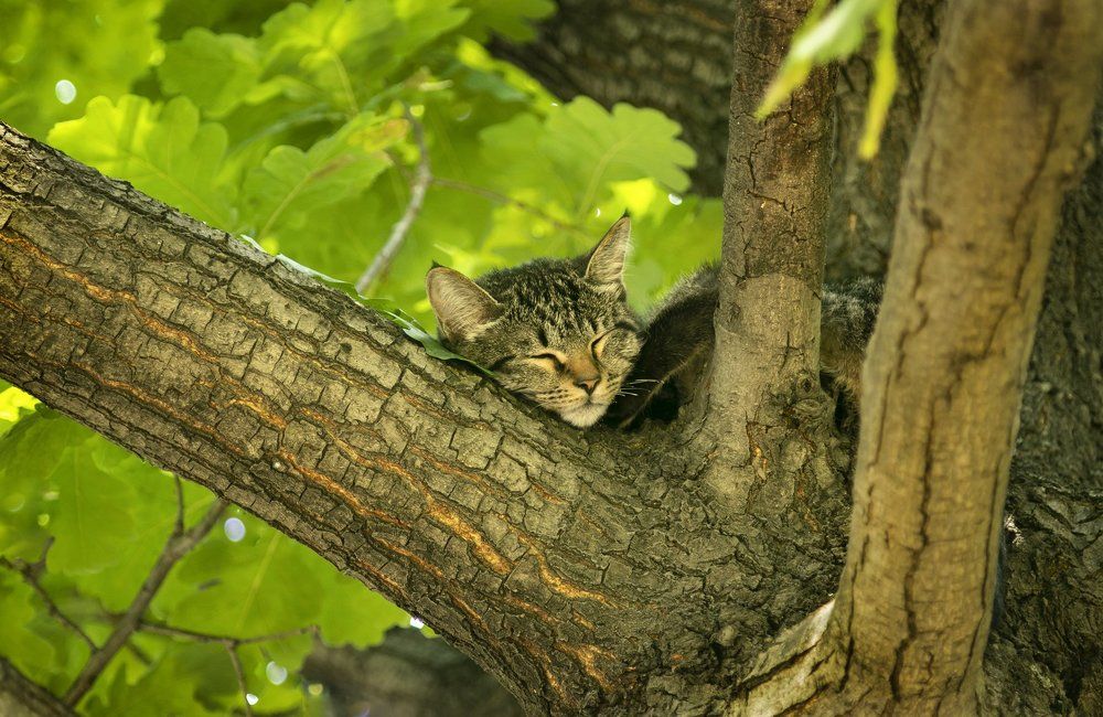 Тест - найди кота!))