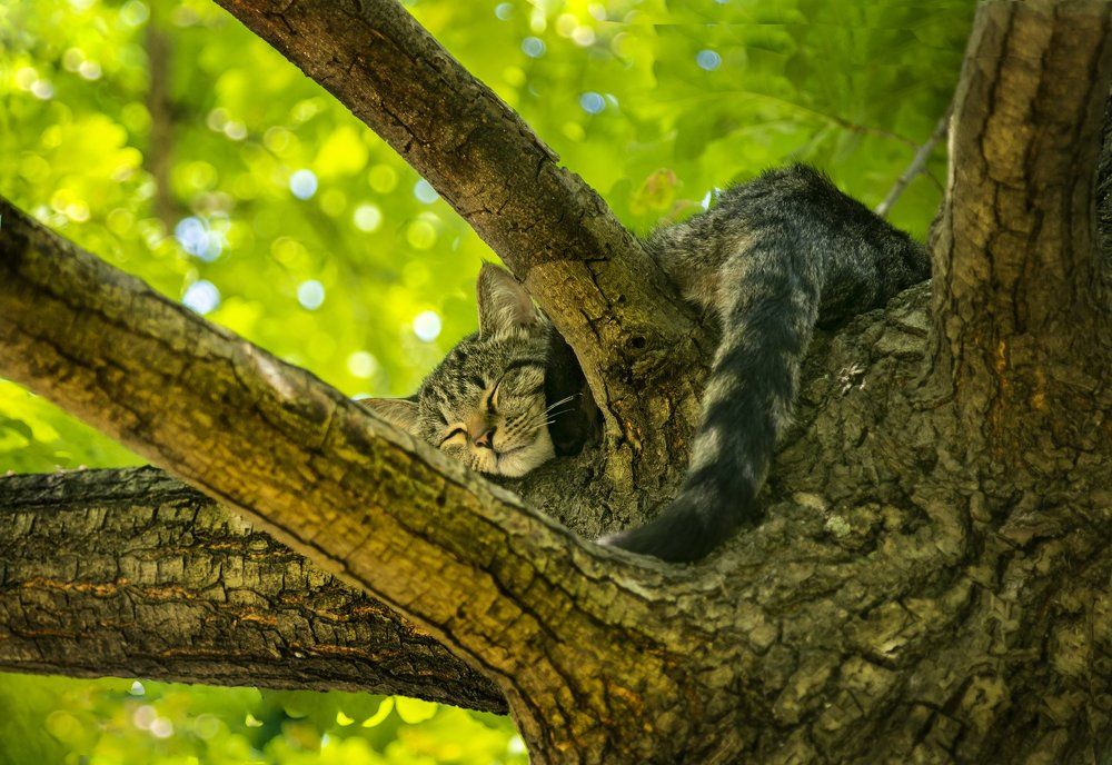 Хитрый кот!)))