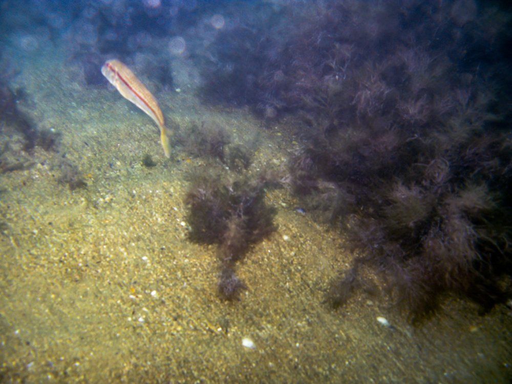 Барабулька или султанка  черноморская