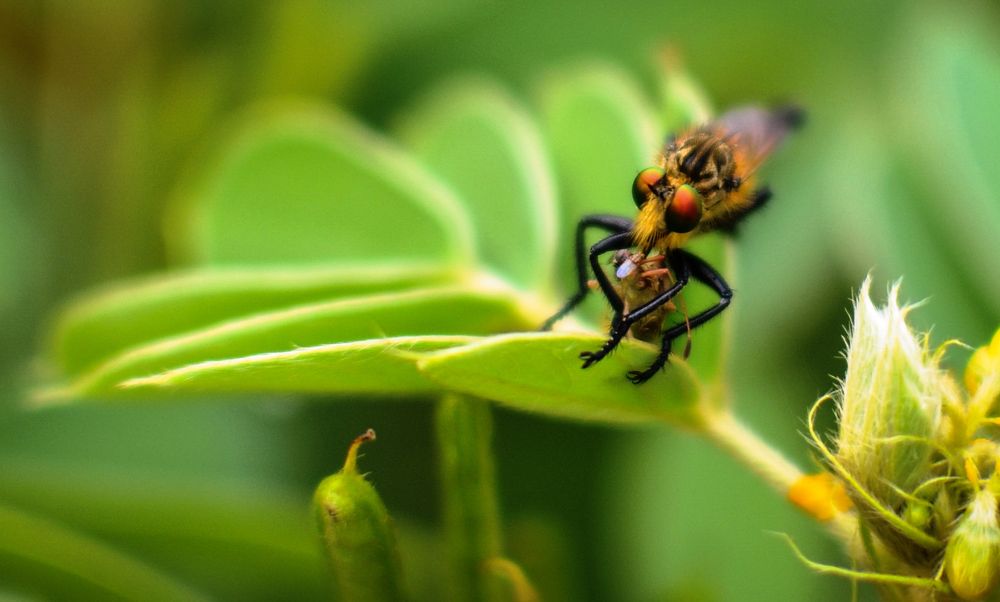 Robber Fly