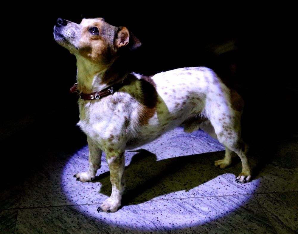 SuperDog