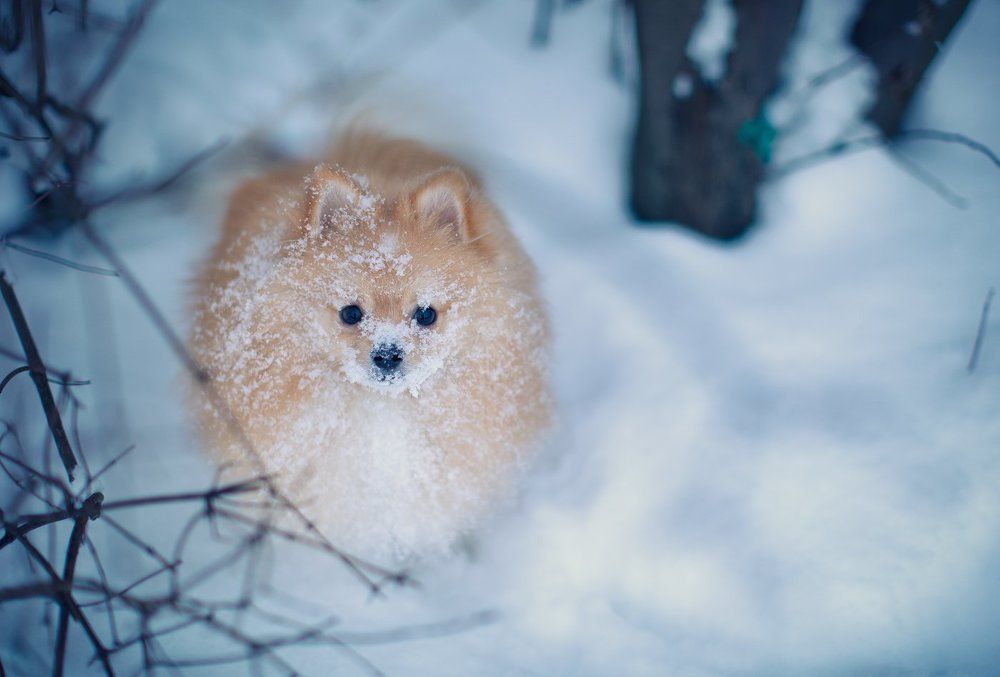 Снежный шпиц.