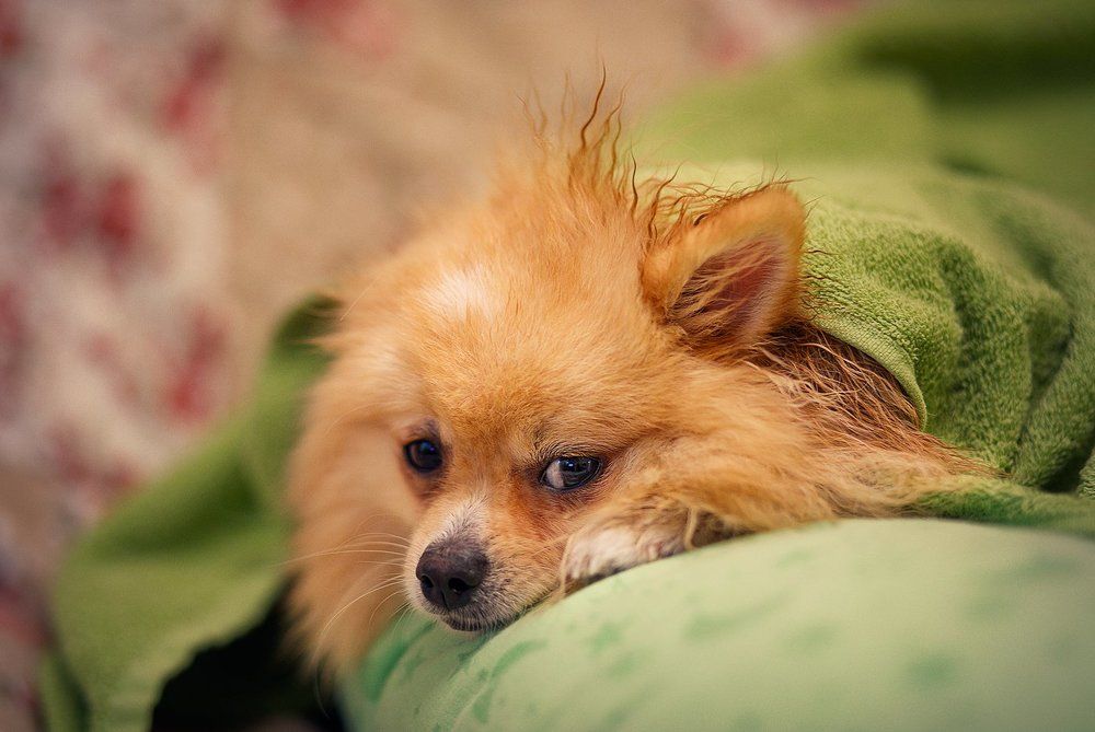 Photograph by Екатерина Крыга