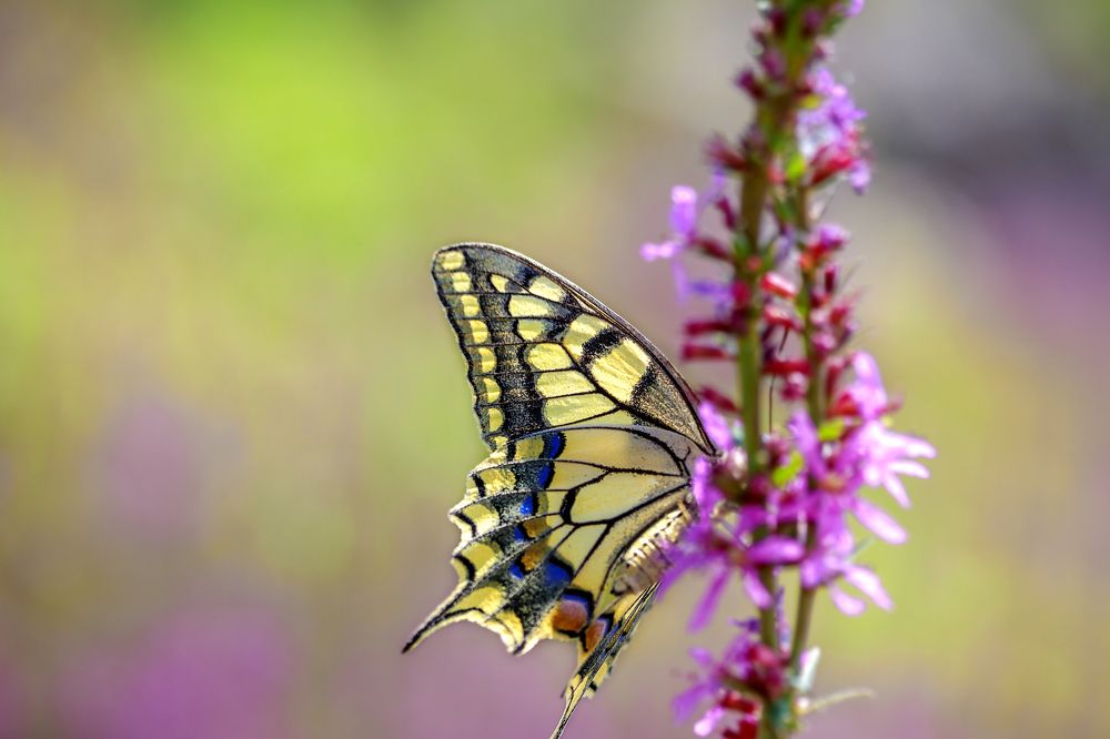 Фотография автора Dolli Pogrebnaya