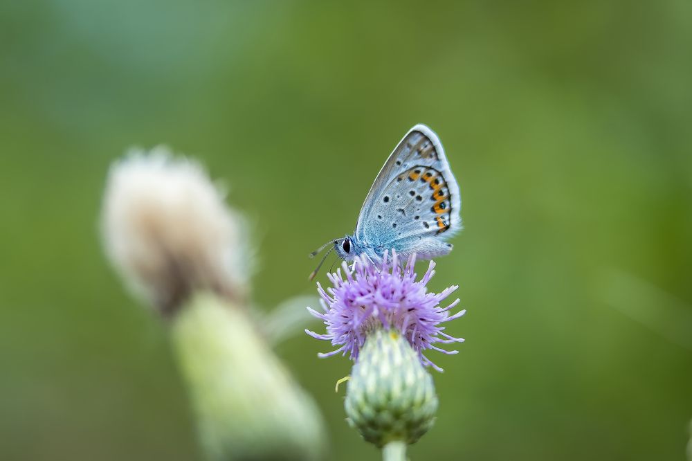 Фотография автора Dolli Pogrebnaya