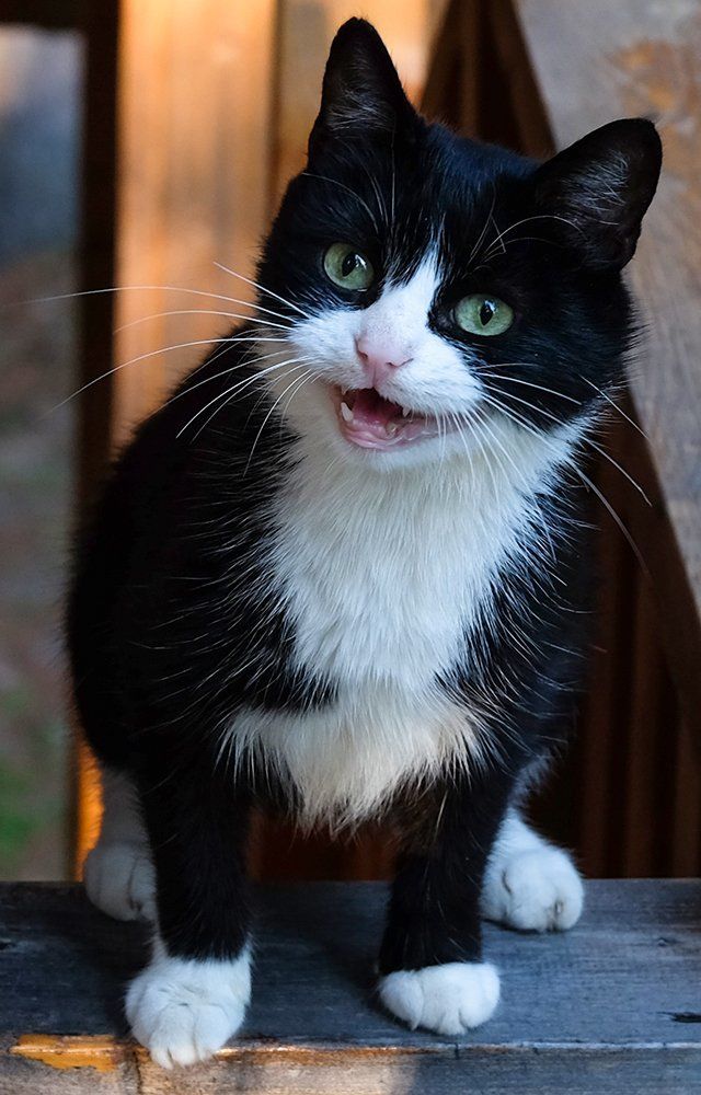 Разговорчивый