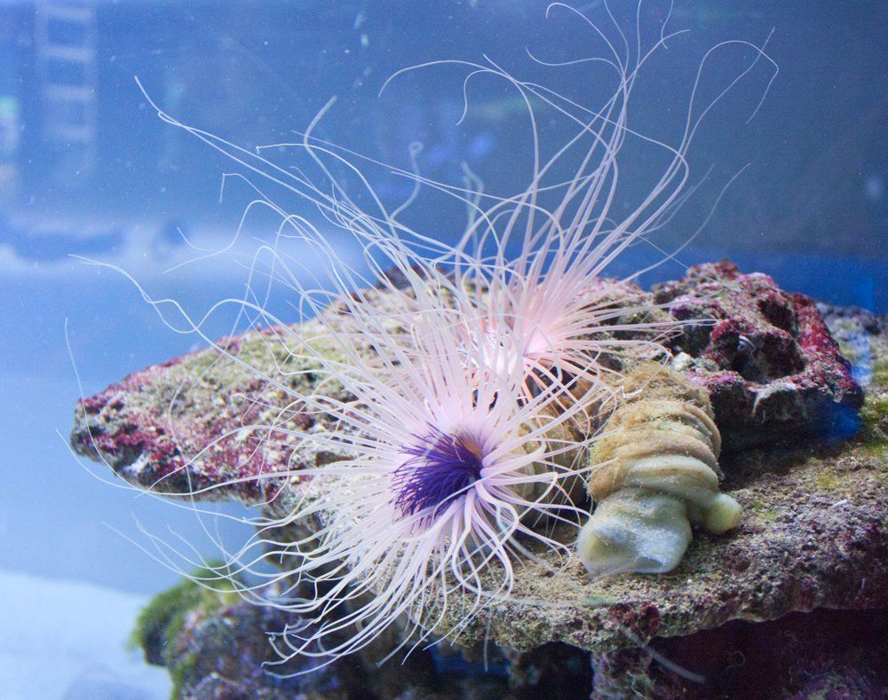 Красота подводная