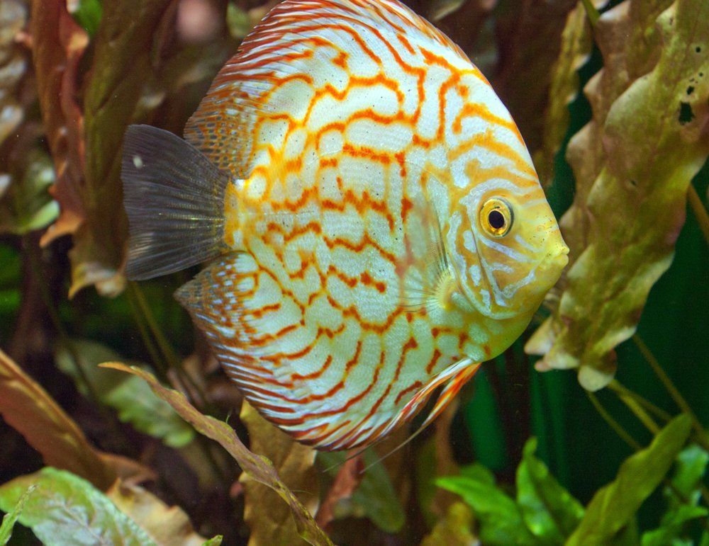 Рыбка в полосочку