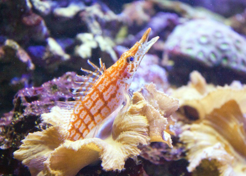 Кушать хочется