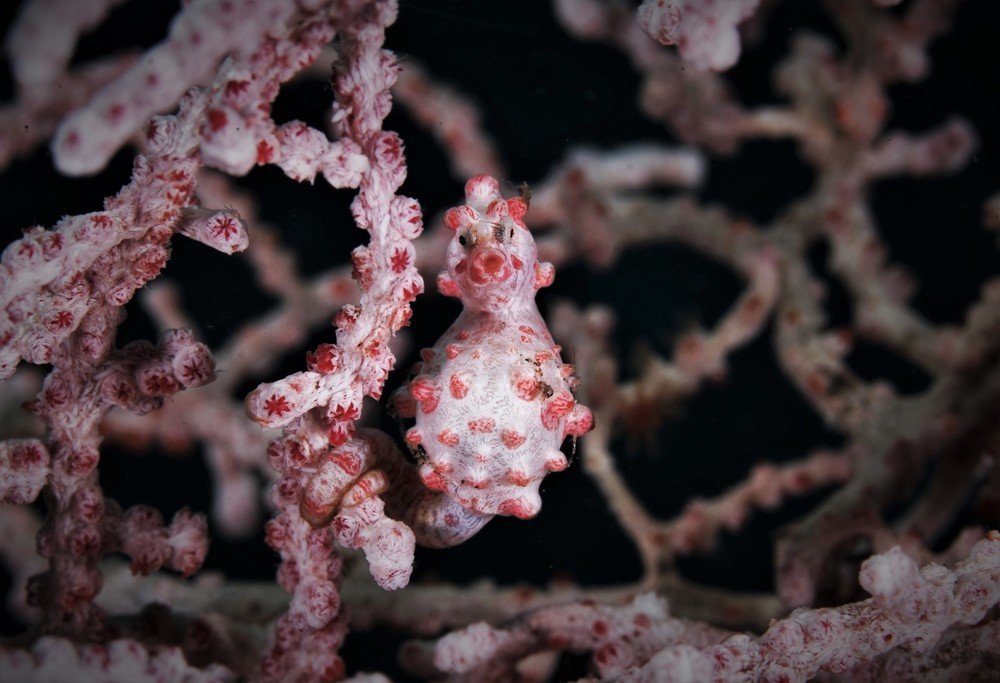 Hippocampus bargibanti - Pygmy seahorse