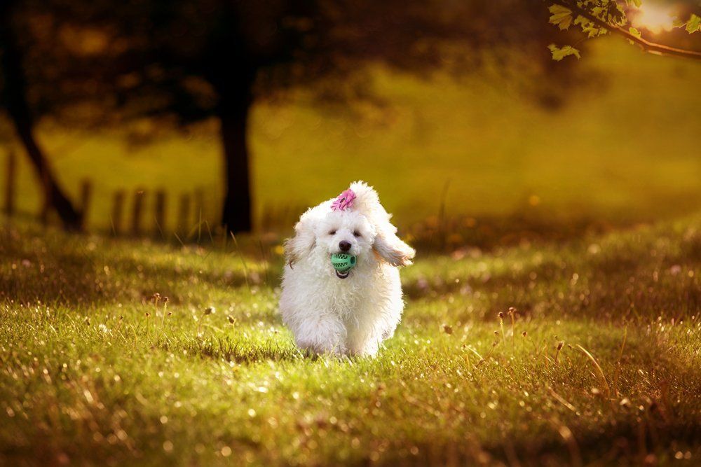 Веселая игра.