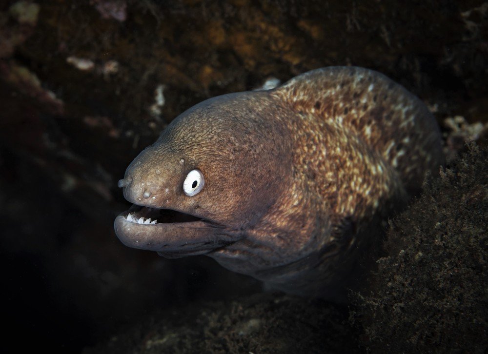 Белоглазая мурена