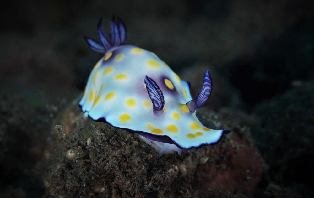 Голожаберник