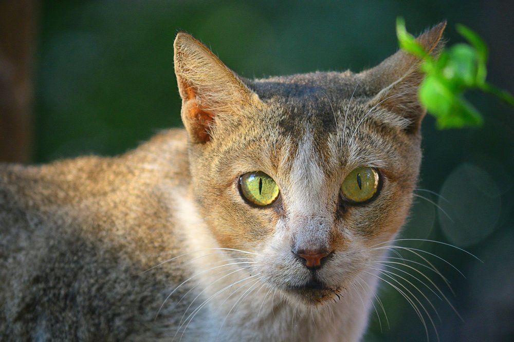 Photograph by Sharif Ullah