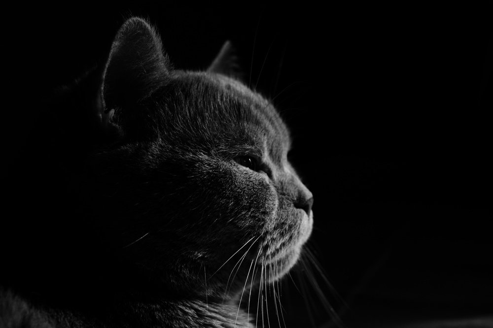 Весь мир тлен