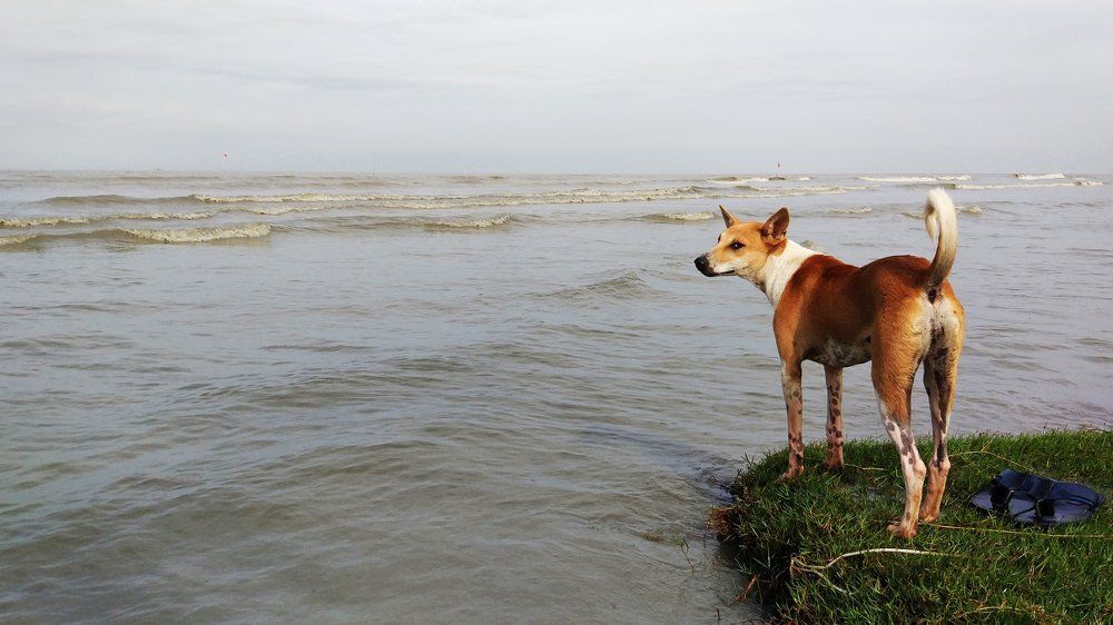 Photograph by Sharif Ullah