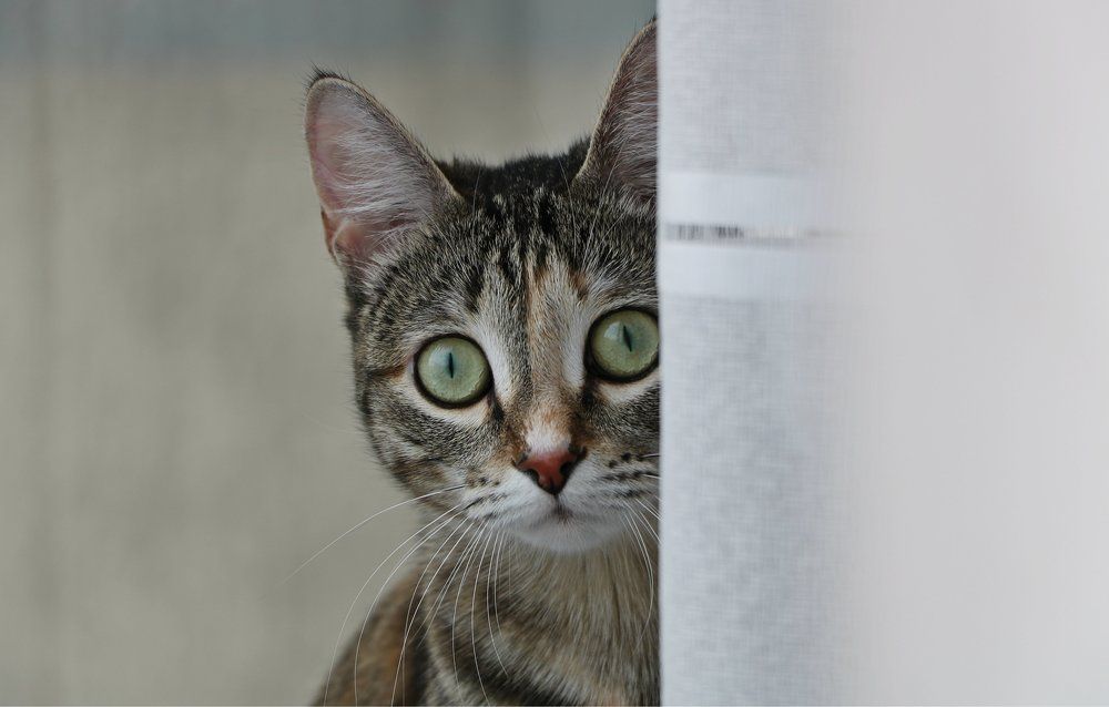 Глаза как у лемура