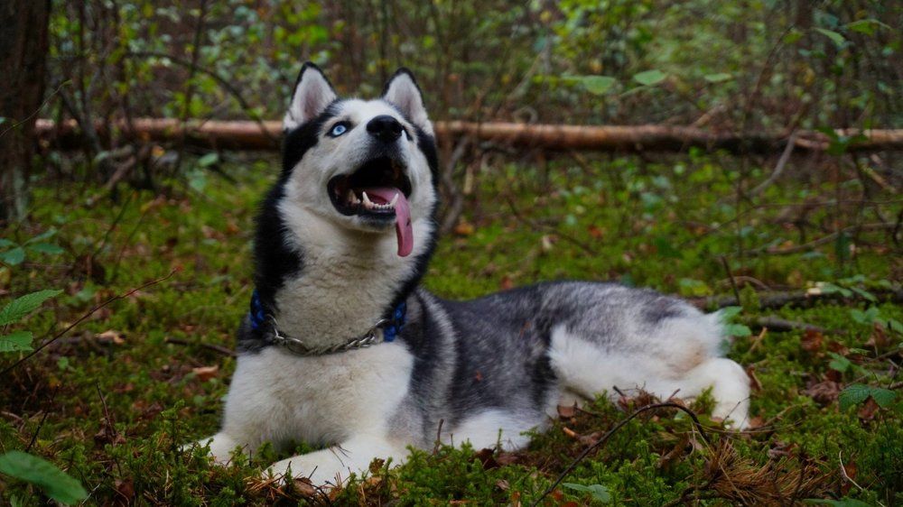 Мечтатель в лесу