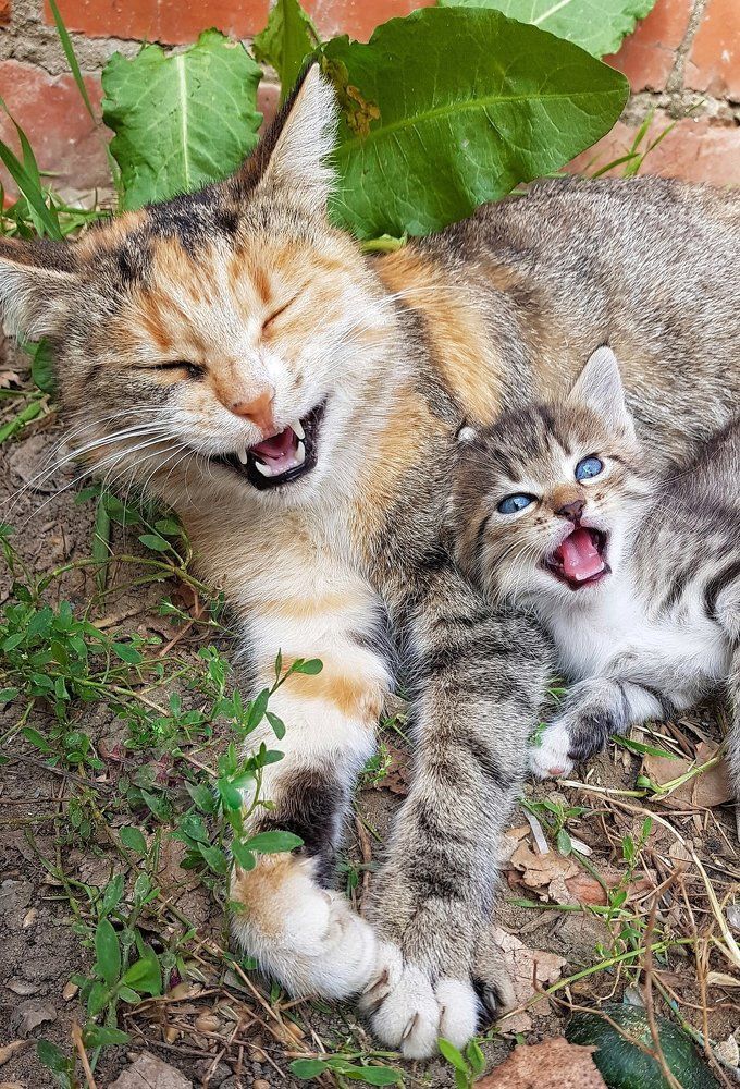 Кошачий хохот