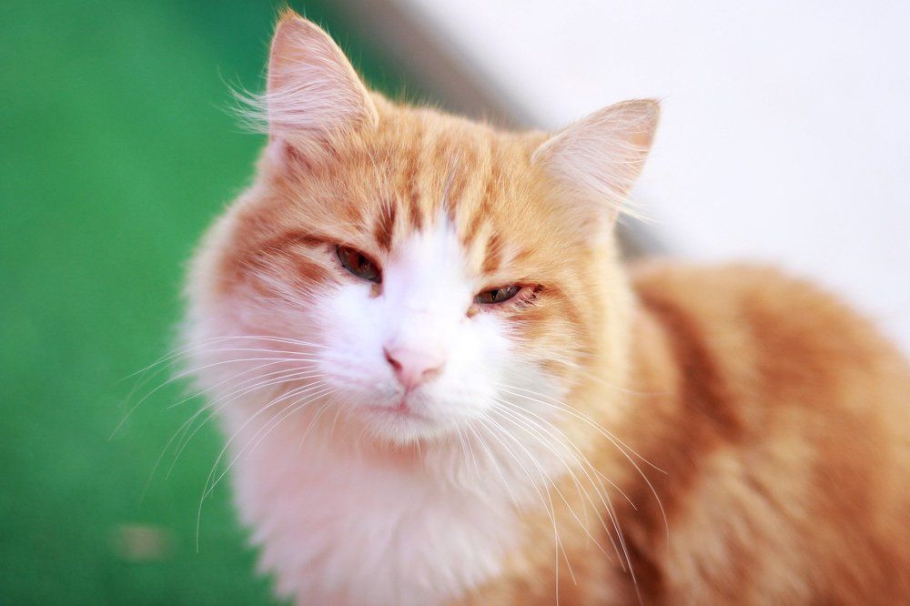 Photograph by Ольга Эркызан