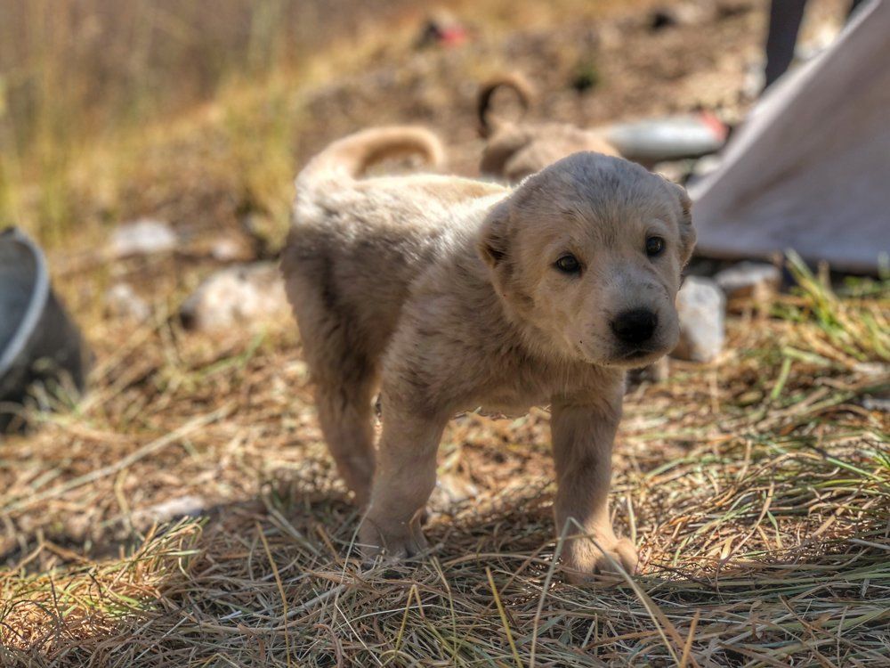 Будущий пастух