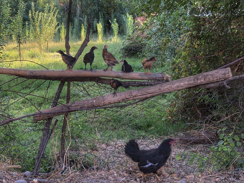 Куриная банда