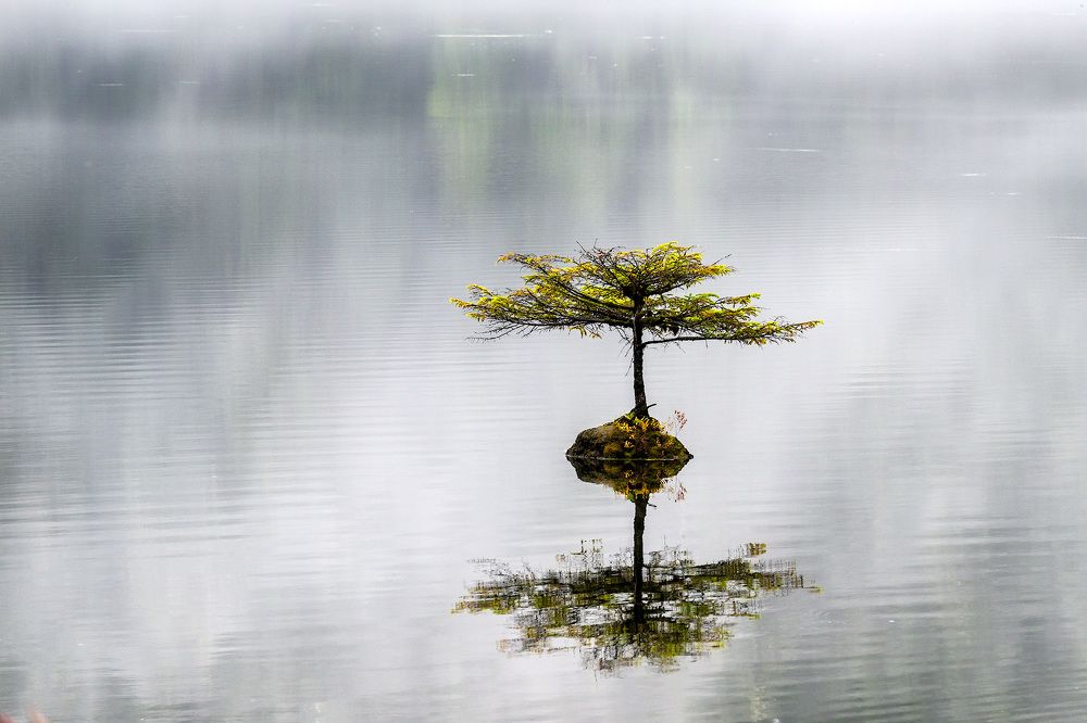 Одинокое дерево