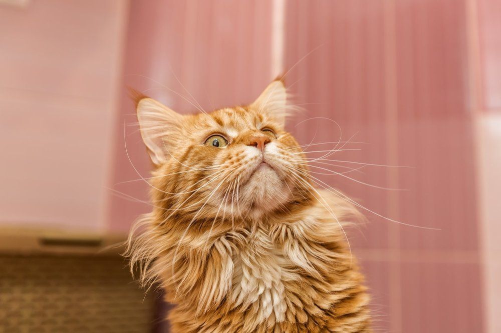 Портрет рыжего кота