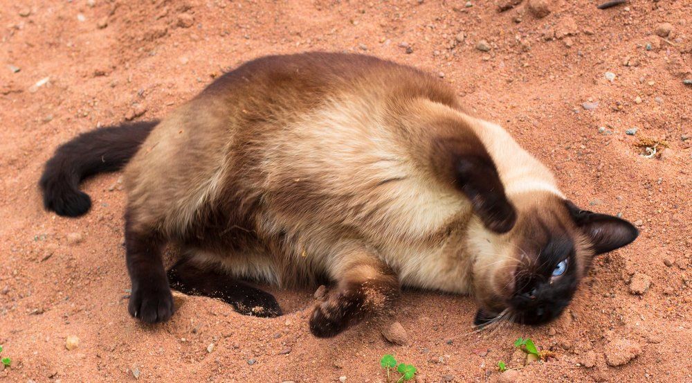 Я на солнышке лежу