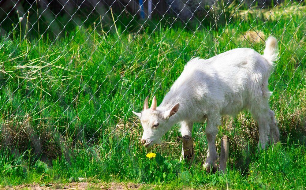 Козленок и цветочек