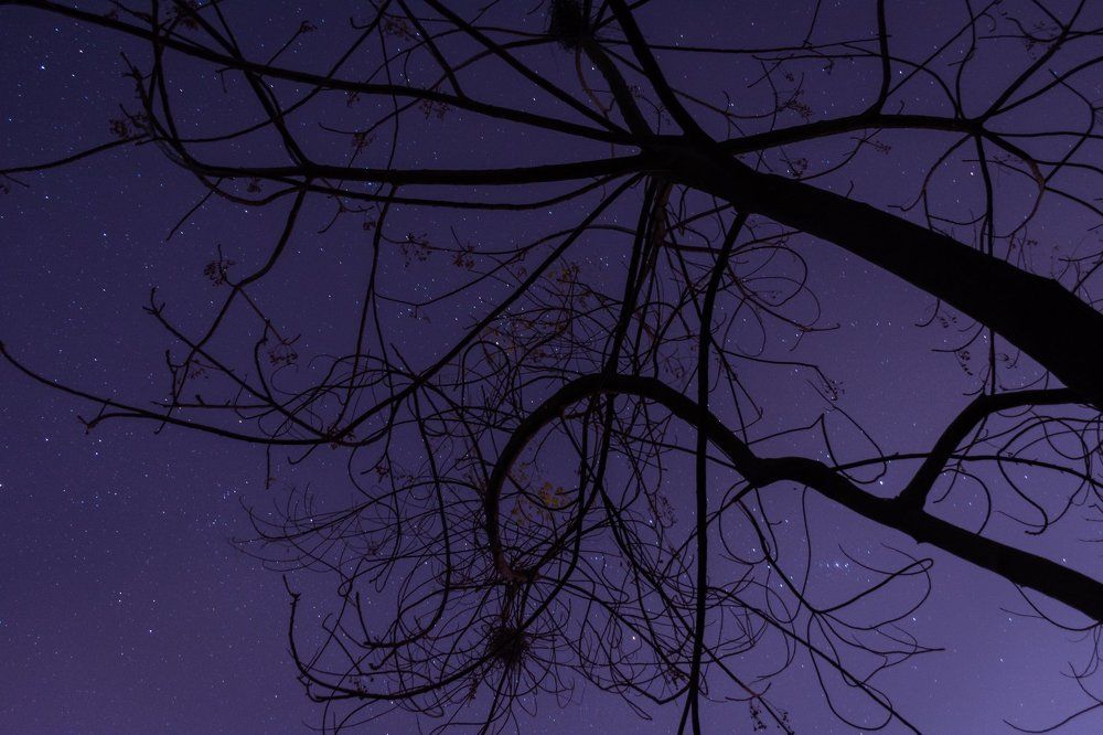 Night sky over a forest.