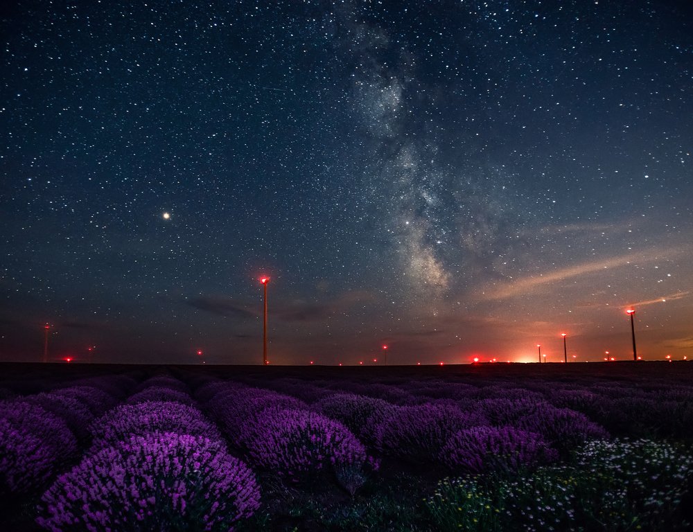 Milky way over lavender field