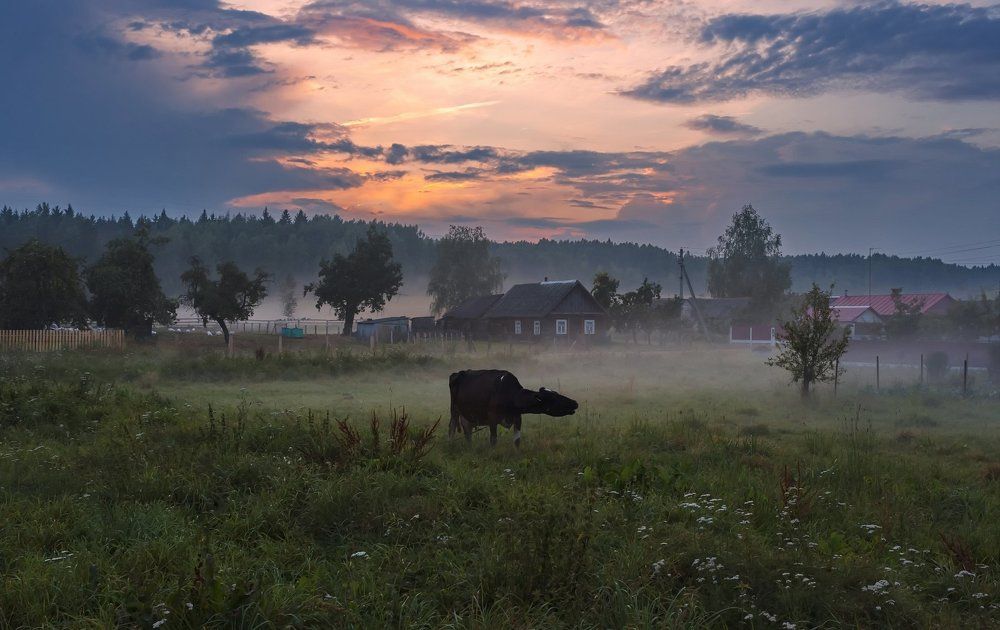 Квадратная корова