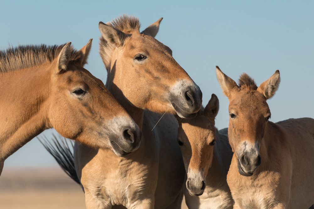 Мамы и детёныши