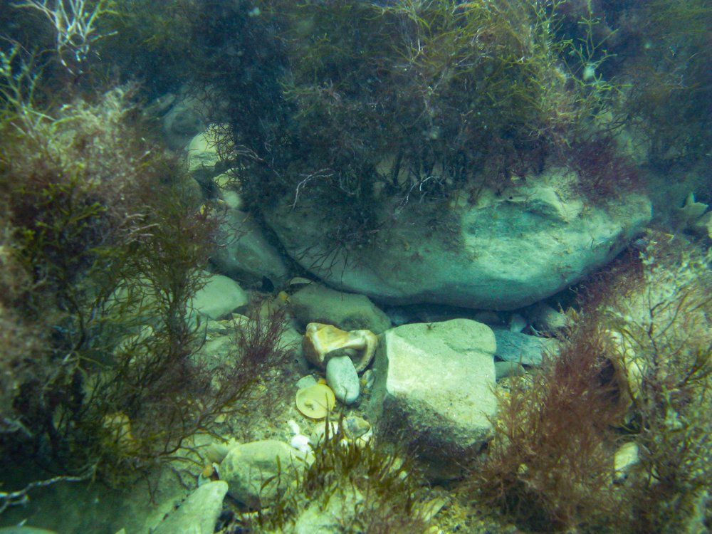 Морское дно Черного моря