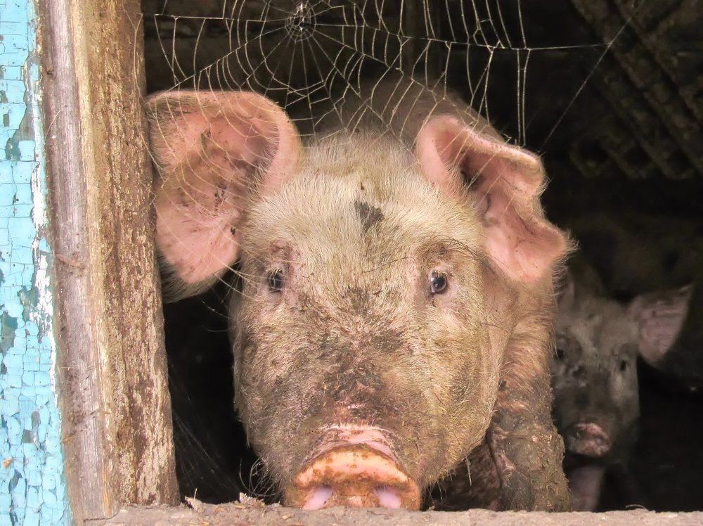 Паутина Шарлотты