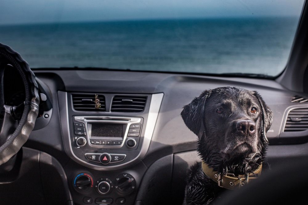 А могли бы еще побегать!