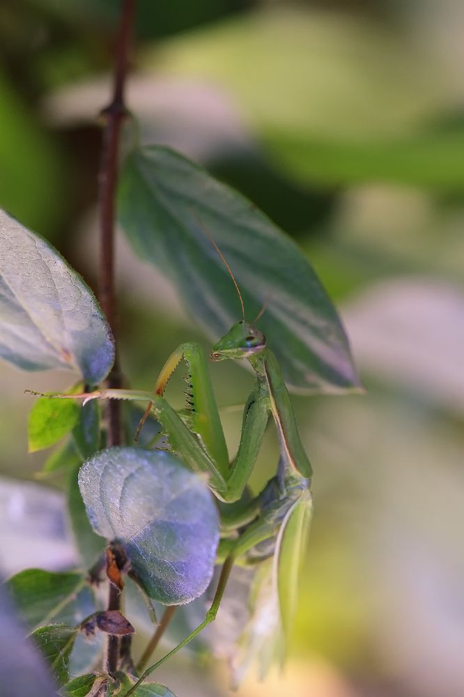 Последний Богомол-2