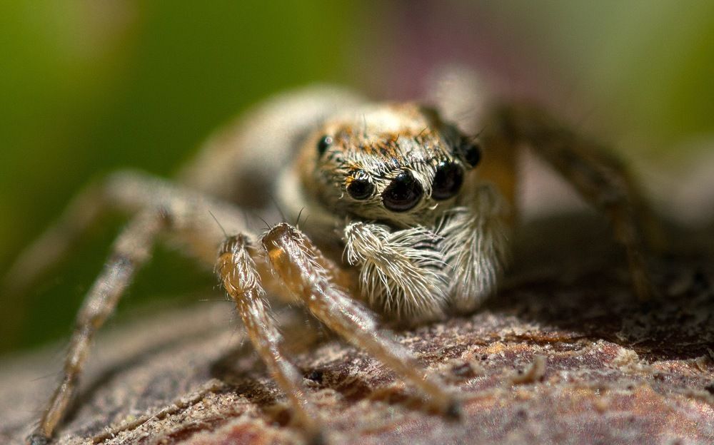 Araña saltarina