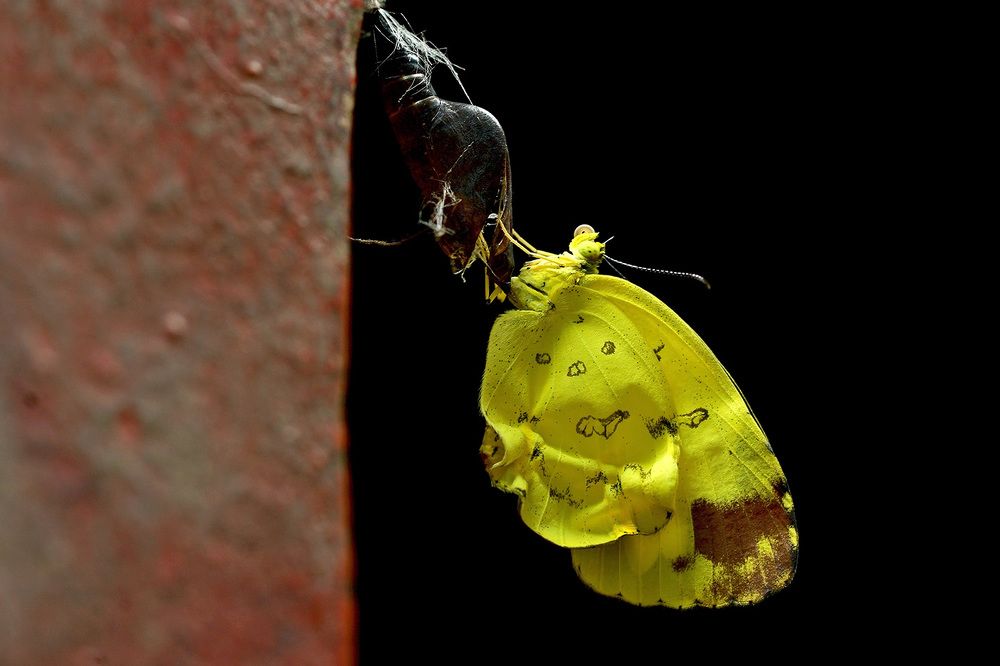 Welcome to this planet