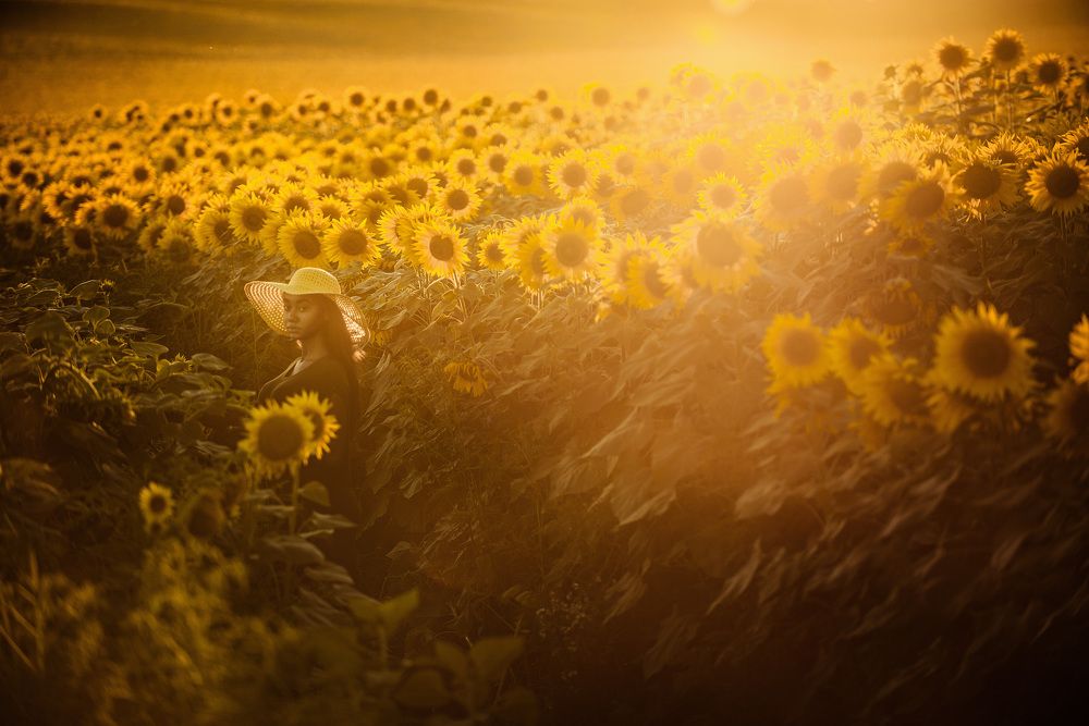 Оживший подсолнух