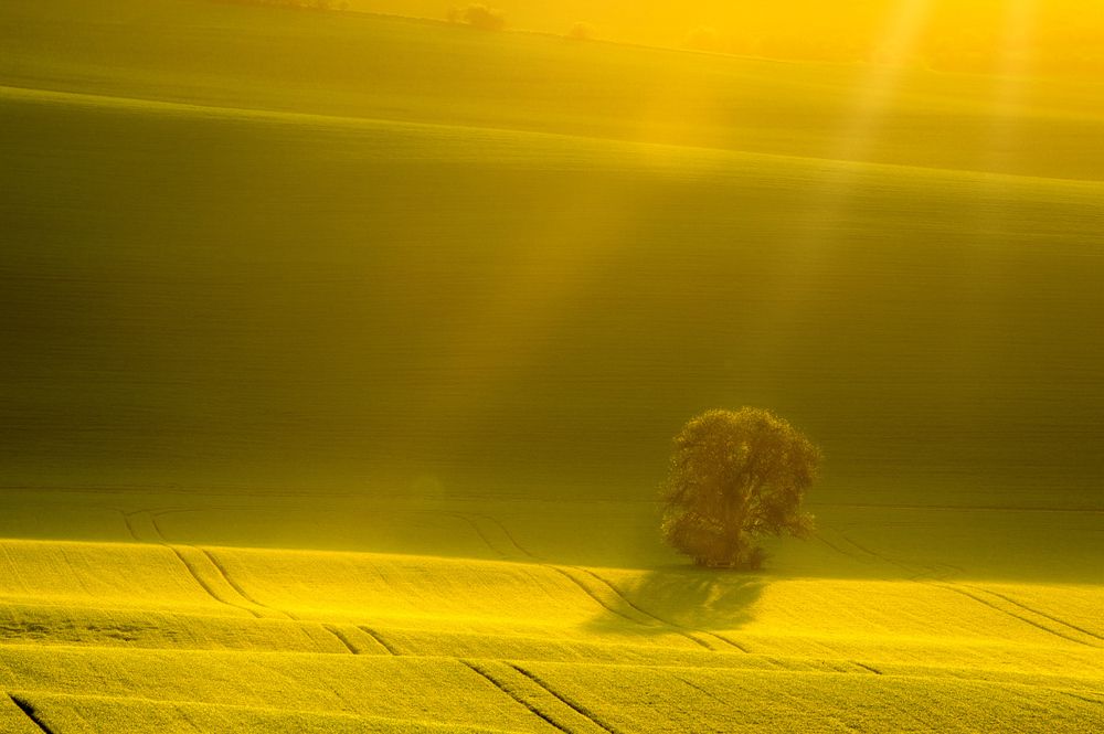 В утренней дымке.Моравия.