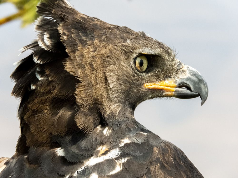 African Crowned Eagle