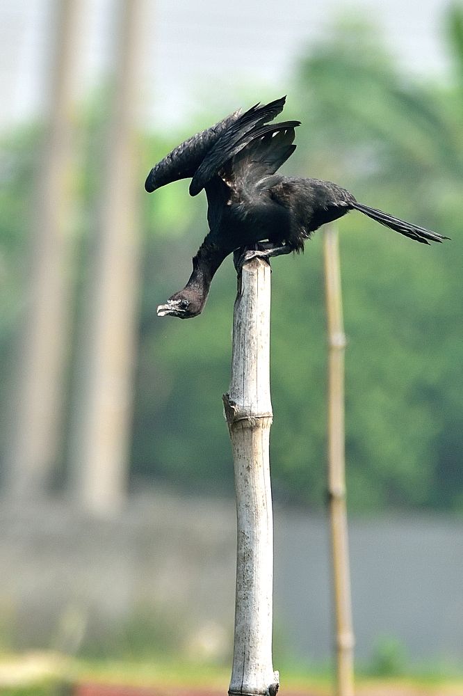A 'Little Cormorant' in Acrobatic Style