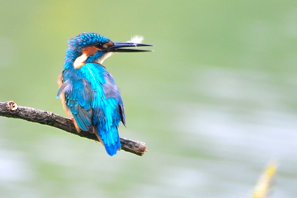 A 'Common Kingfisher' lost in thoughts
