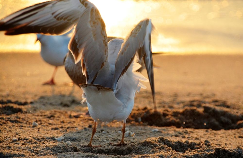 Балтийские чайки