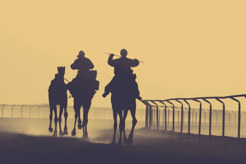 Camel Racing Events