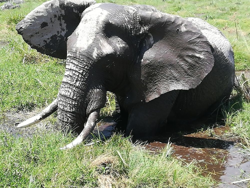 Jumbo Elephant